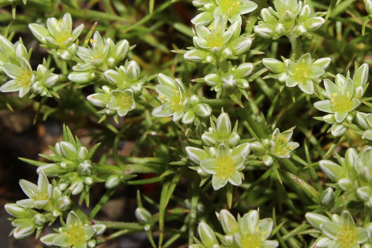 Scleranthus perennis / Centograni perenne